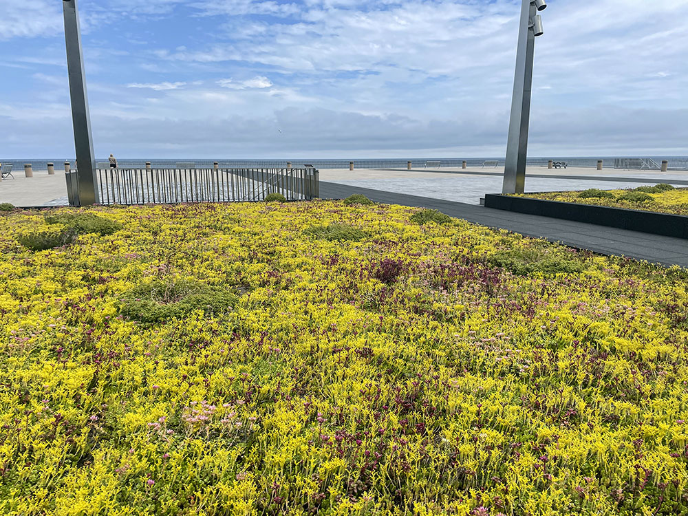 Crew members learned about green infrastructure like this roof garden at the Milwaukee Art Museum while on a tour with Linda Reid from Water365.