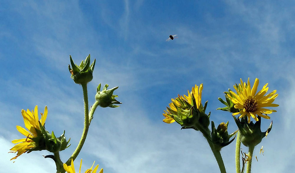 Bee Seeking Flower.