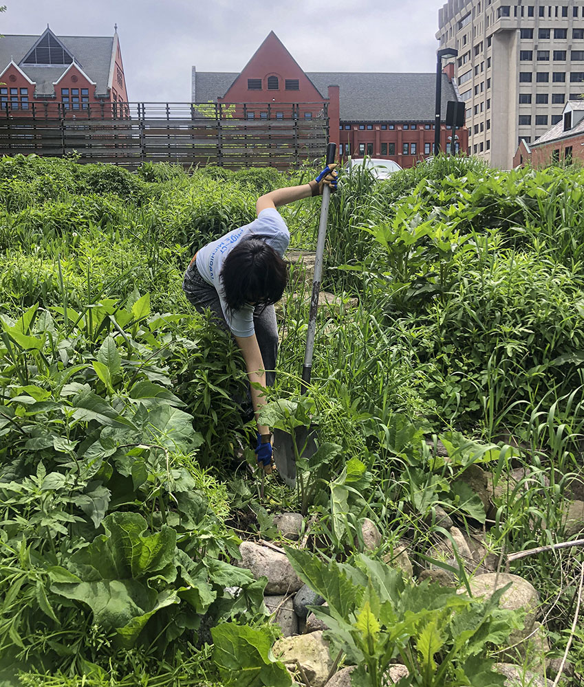 Fatima Madrigal removing burdock from UWM's cistern gardens.