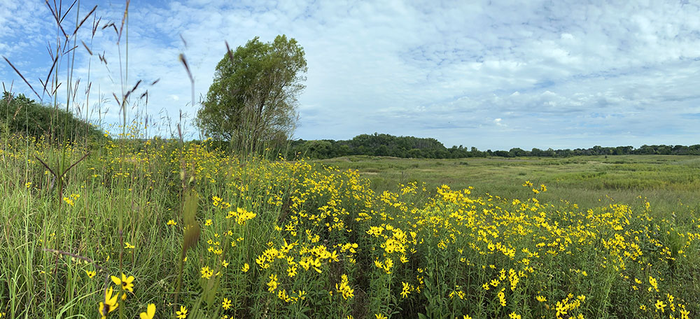 Millions of wildflowers decorate Green Tree Basin