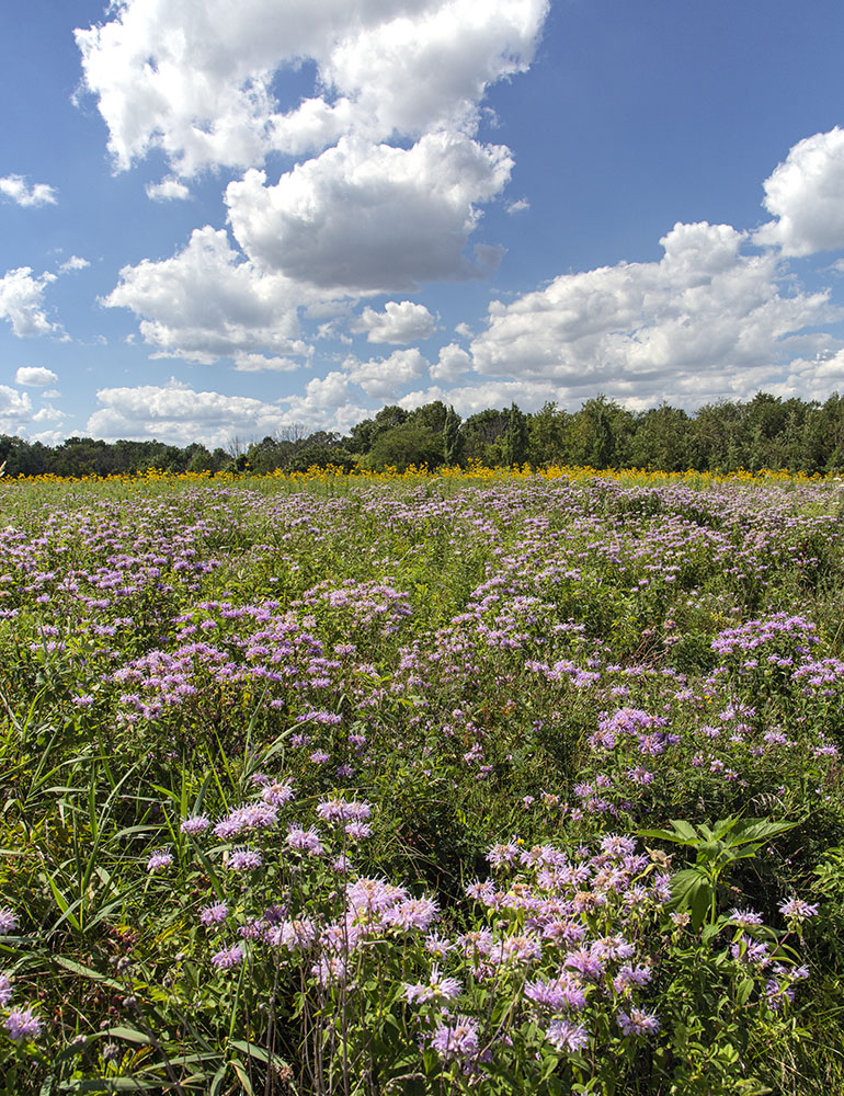 Menarda (aka Bee Balm), Bender Park