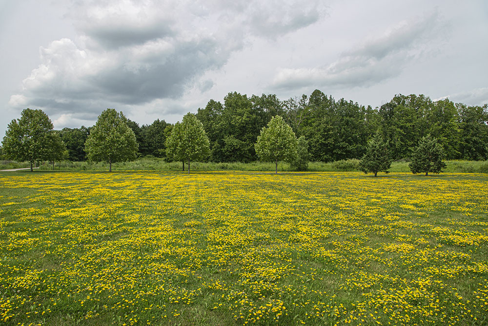 Bird's foot trefoil, Forest View Park