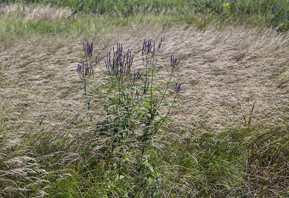 Blue vervain provides a contrast to the dominant color scheme.