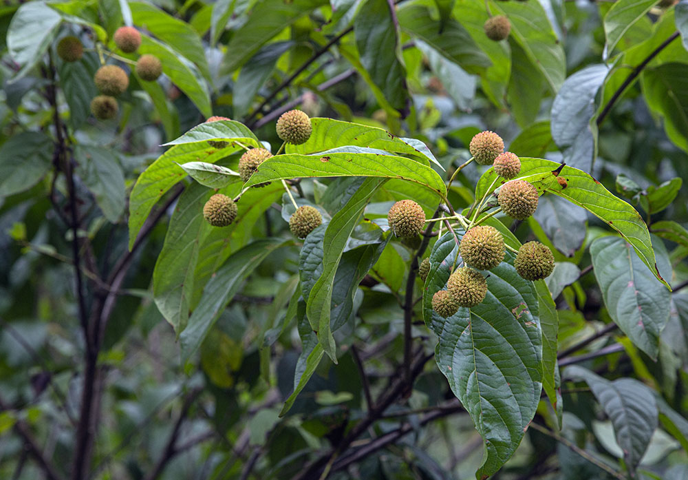 Moisture-loving buttonbush overhanging the creek.