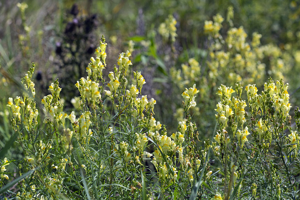 Common toadflax.