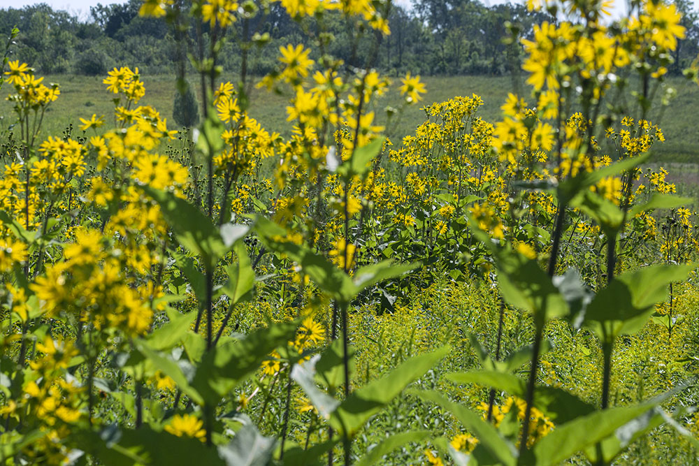 Cup plants glowing golden in the mid-day sun.