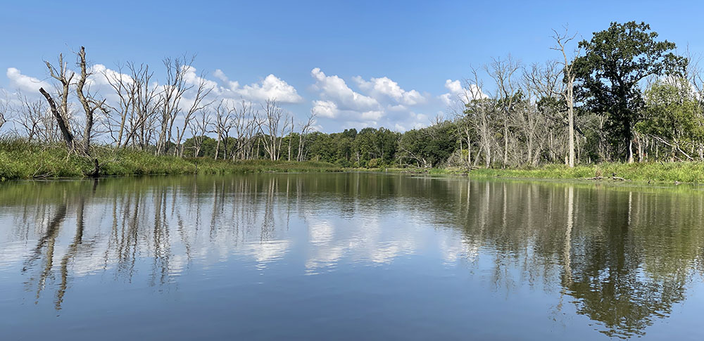 A panorama of dead and living trees