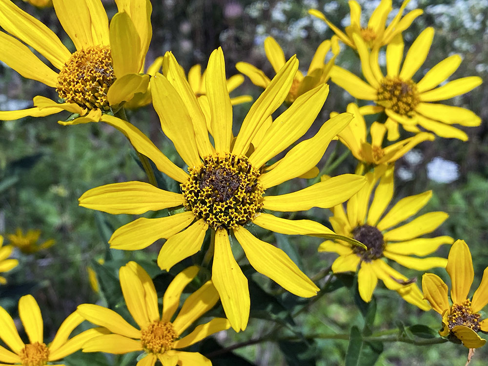 False sunflowers.