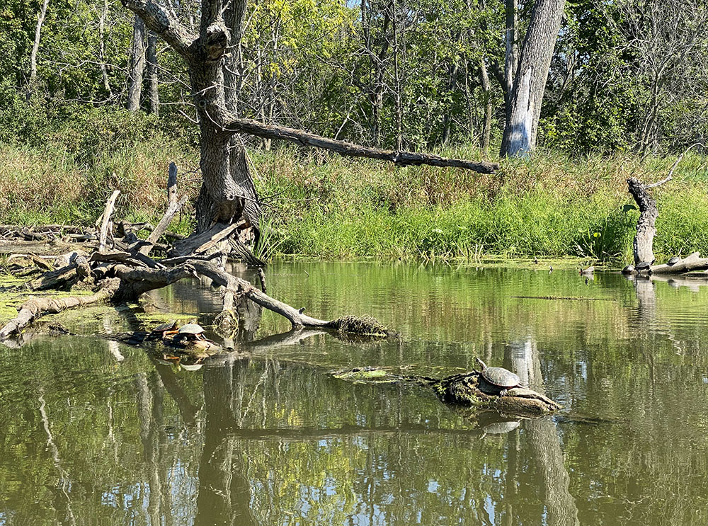 They're a little hard to spot but at least five turtles perch on the various logs and limbs, and that's after several dropped into the water as I got near.