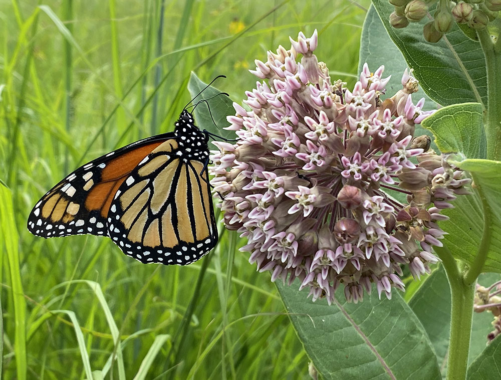 Monarch butterfly on milkweed blossom, Forest View Park