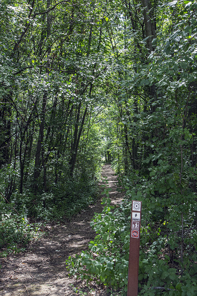 Forked Aster Trailhead in Wyrick Park.