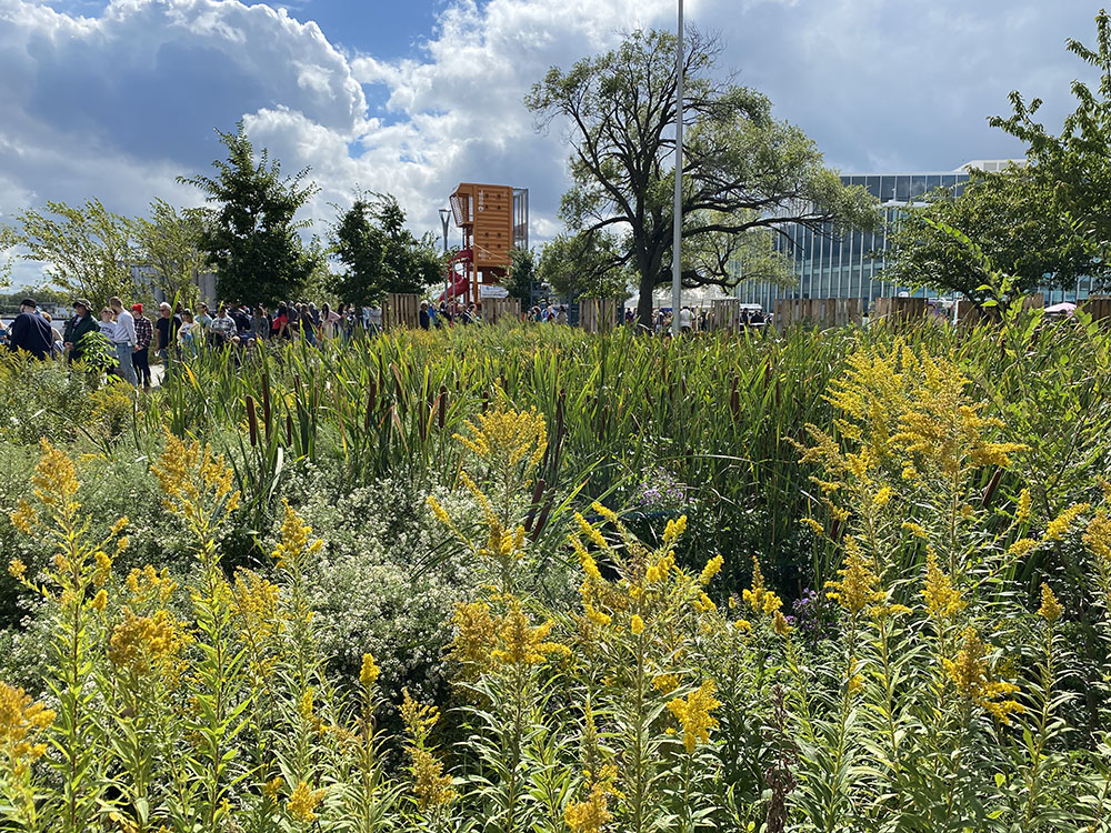 A rain garden at the end of the UWM property, next to Harbor View Plaza (background) helps keep stormwater from entering the harbor waters and Lake Michigan.