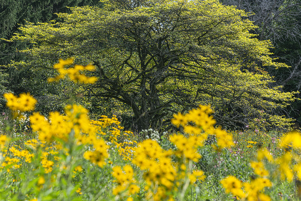 Golden glow in the meadow, Spirit Lake Preserve