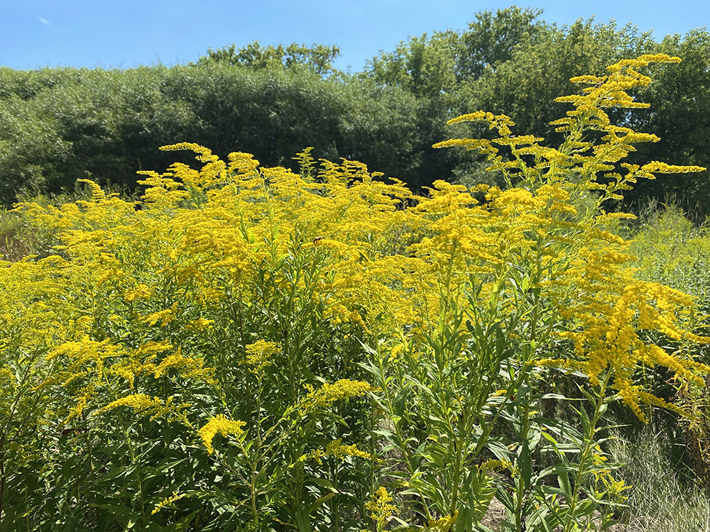 The goldenrod was resplendent in the bright morning sunlight.