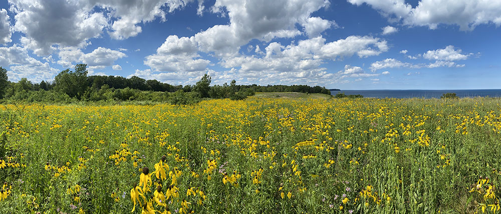 Prairie wildflowers with a view of Lake Michigan at Bender Park