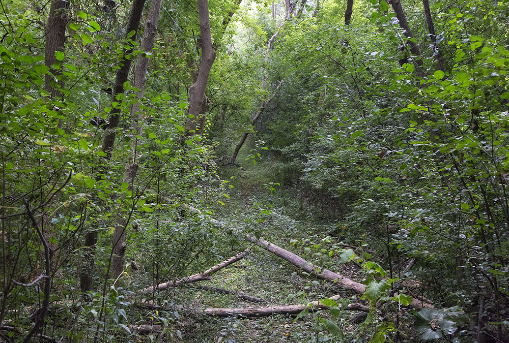 A disused dirt road leads into the unnamed woodland.