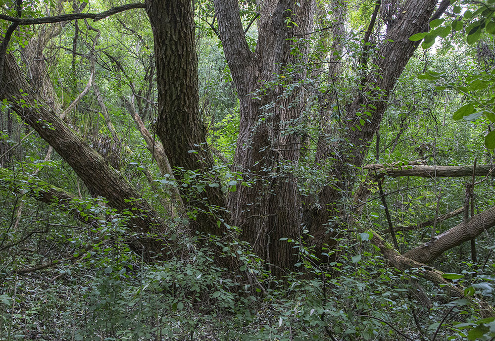 There is little evidence that the woodland behind the "Landfill Closed" sign was ever a landfill ...