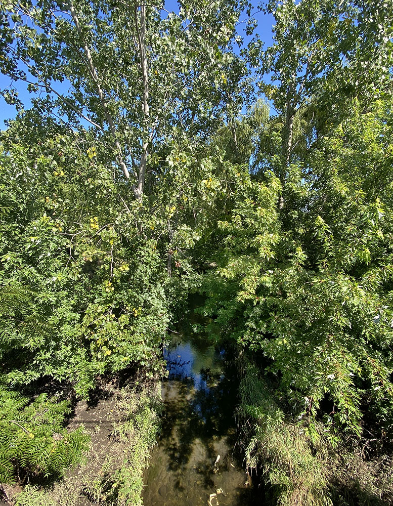 Lincoln Creek from the Green Tree Road bridge.