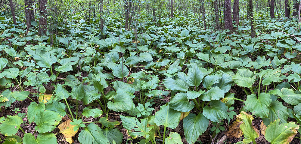 A panoramic patch of eastern skunk cabbage, Lois Jensen Preserve