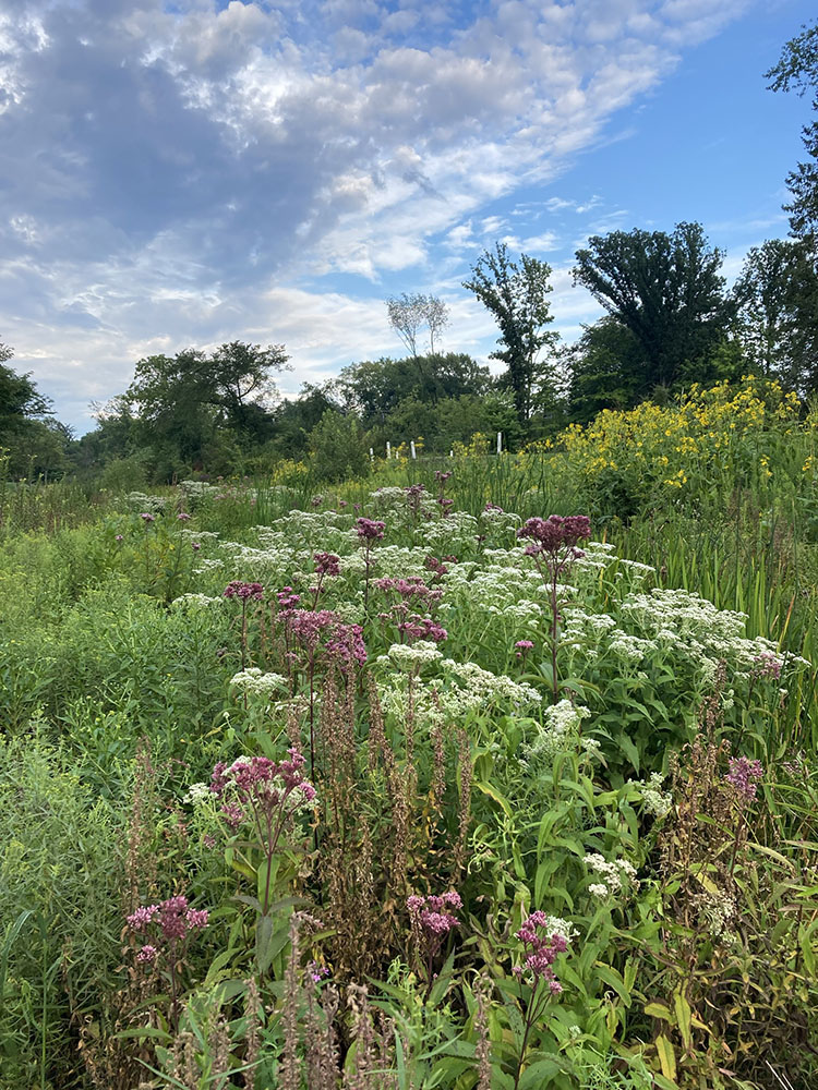 Native plants lace the stream bed of Indian Creek with color in this evening view toward Indian Creek Woods.     