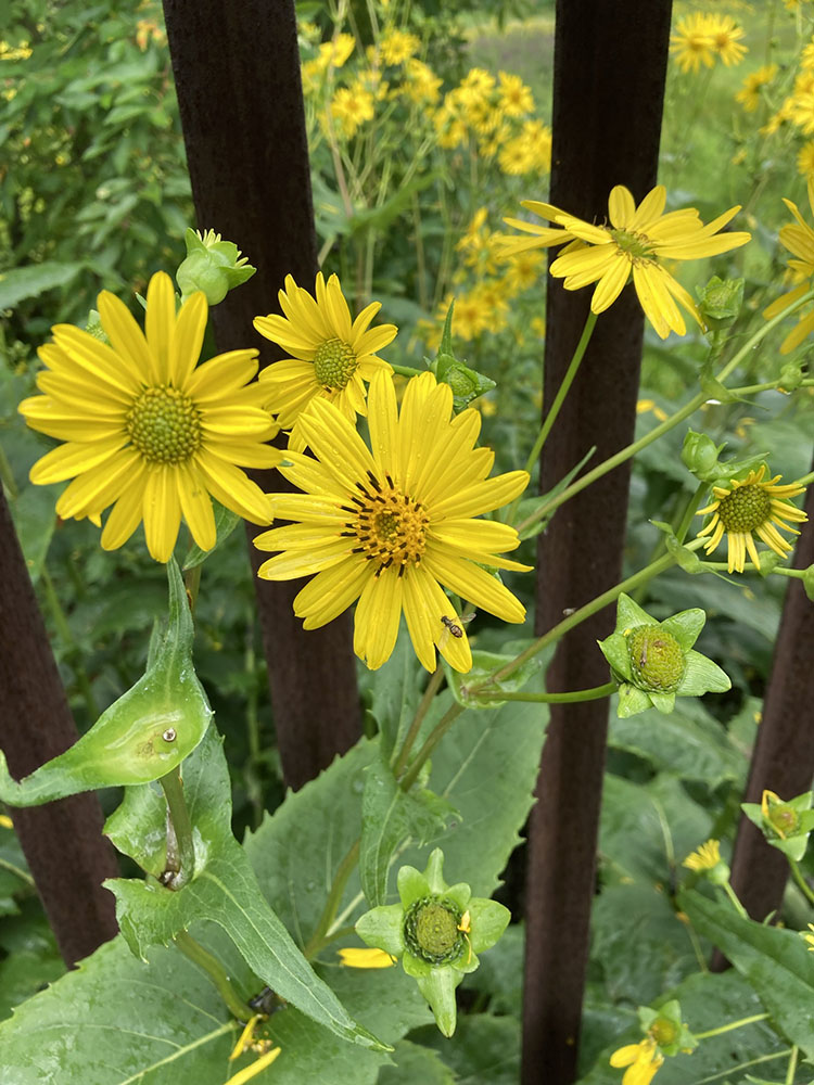 Cup plants, which hold water in their leaves that attracts birds and insects, peek out at those passing on the footbridge.