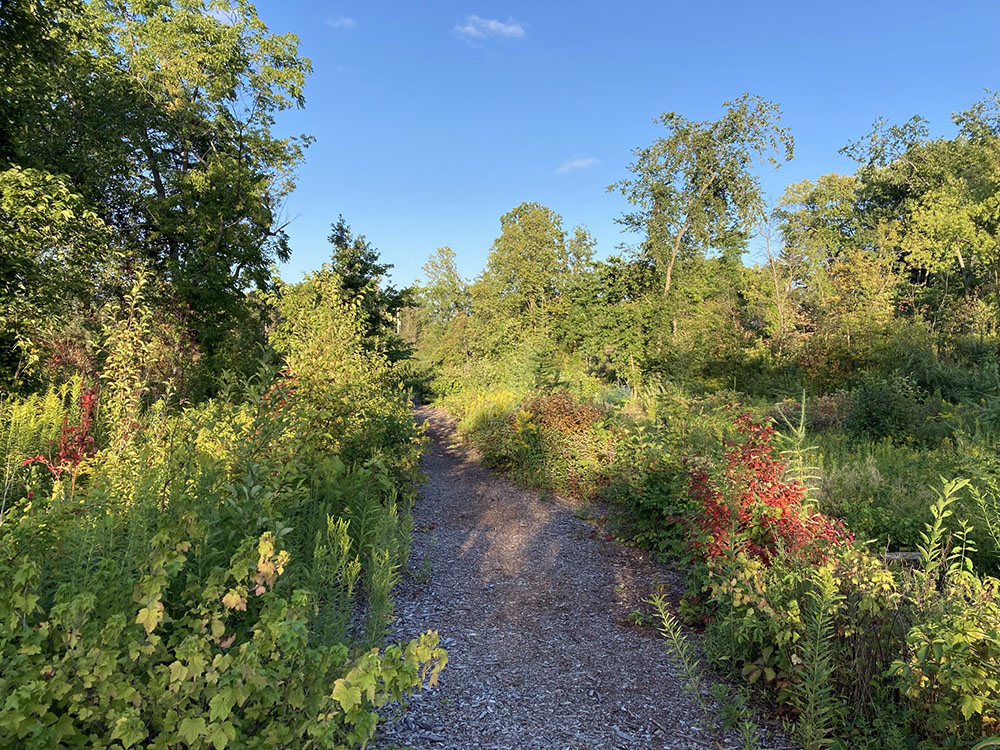 The lower path edges a wet part of the woods where young tamaracks now grow, and meets a meadow that serves as a stormwater basin.