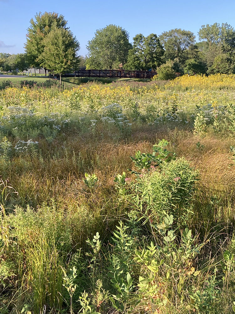 Evening light glows across the wet meadow toward a footbridge and Indian Creek Park.