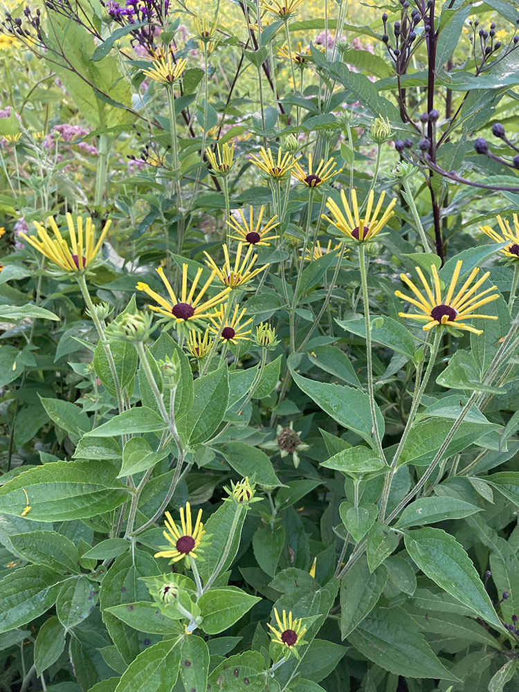 Some more unusual flowers, like this sweet coneflower (Rudbeckia subtomentosa 'Henry Eilers'), wait to be discovered at the edge of the wet meadow.   