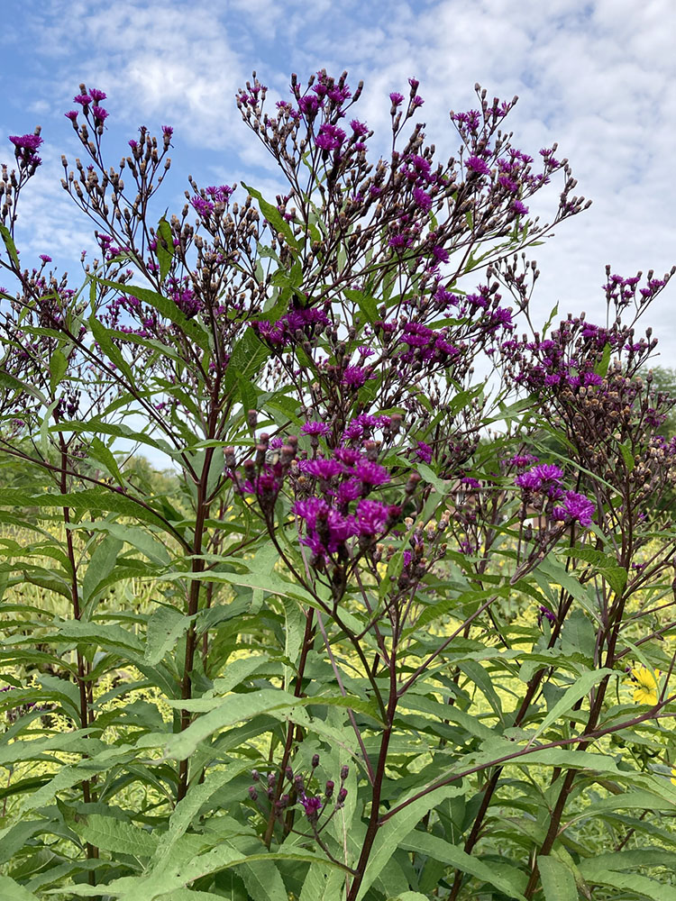 Ironweed provides an irresistible source of nectar for monarchs and other butterflies.