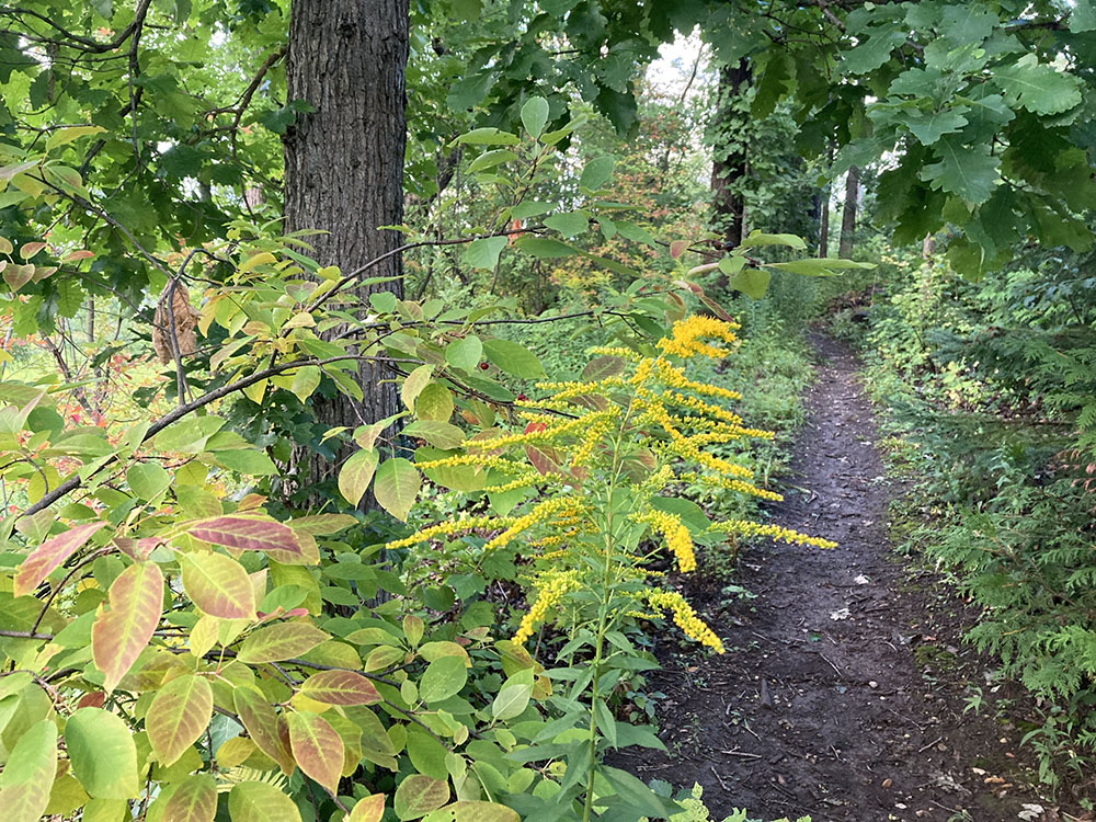 Colors are turning under the oak canopy as the upper trail invites one in.