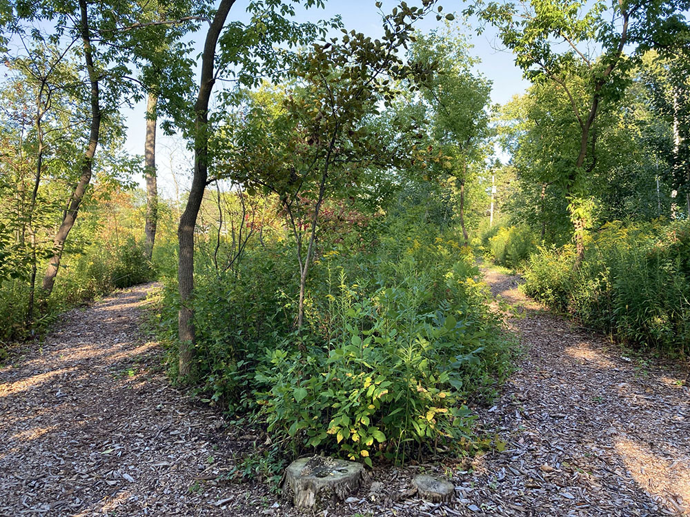 Think Robert Frost.  The trail diverges in the upper woods, yet reconnects, allowing wanderers to saunter back to travel both. 