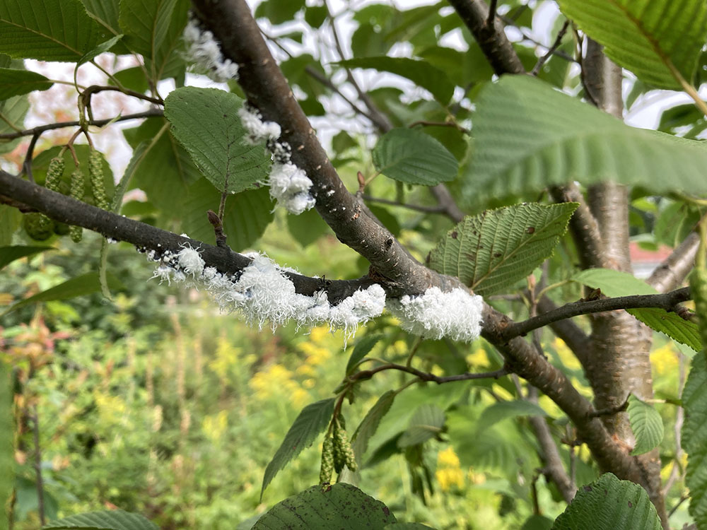 Woolly aphids cluster together on this speckled alder, a host tree for this insect.