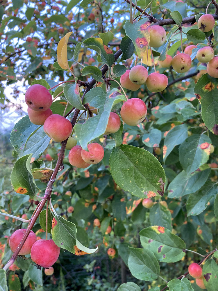 A fruiting crabapple stands on the woodland border. 