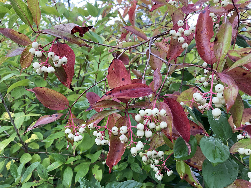 Droplets on the colorful foliage and berries of a gray dogwood after a rain.  Bright green leaves of a buckthorn (in the lower right of the photo), sure to be eradicated during a future weed out, lurk underneath.