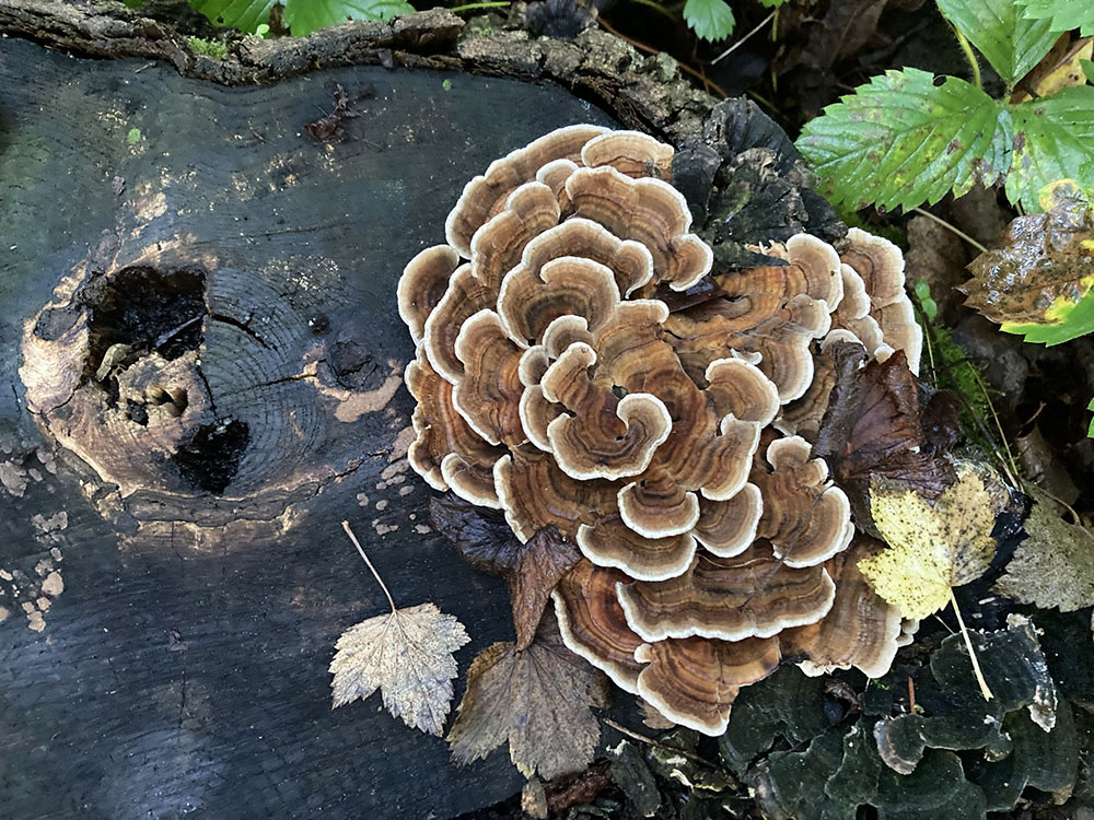 When one slows down to look about, beautiful details abound, like this turkey tail mushroom on a stump, one of many left remaining in Indian Creek Woods after the ash trees were removed.