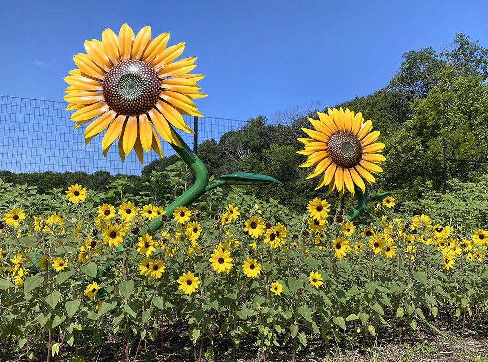 Display of sunflowers, real and sculptural, Margie's Garden, Boerner Botanical Gardens