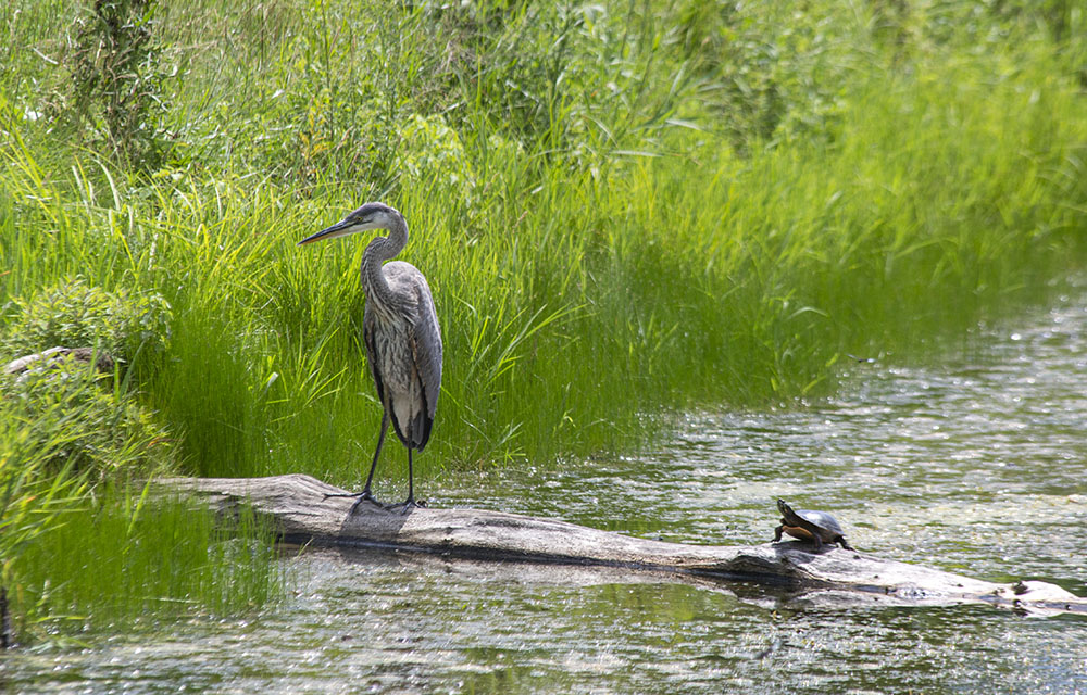 Great blue heron shares a log with a turtle, Muskego Park