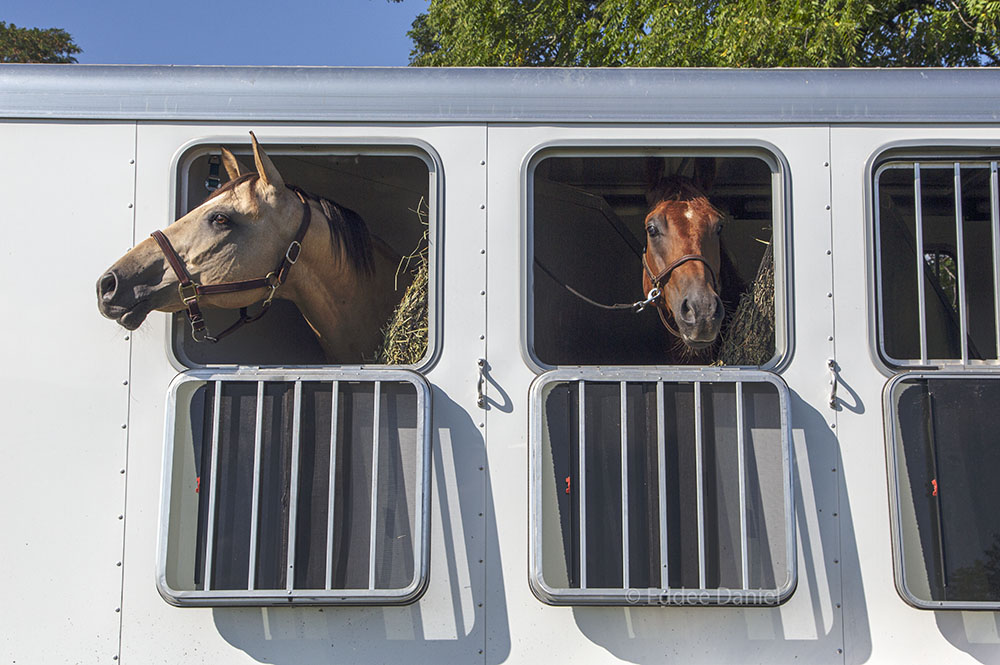 Eager horses arriving in their trailer.