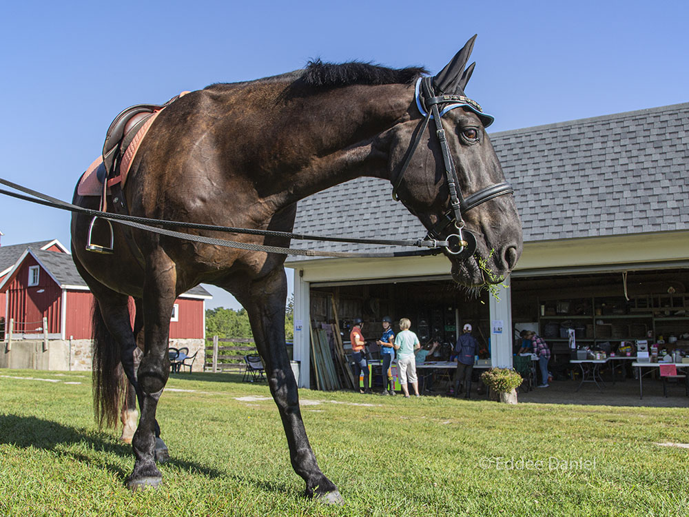 A horse waits patiently while its owner registers for the ride (background).