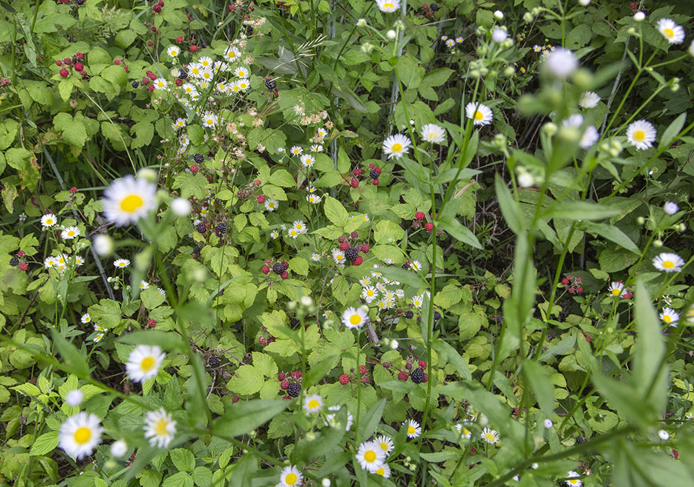 A tapestry of daisies and black raspberries, Nature Hill Nature Center