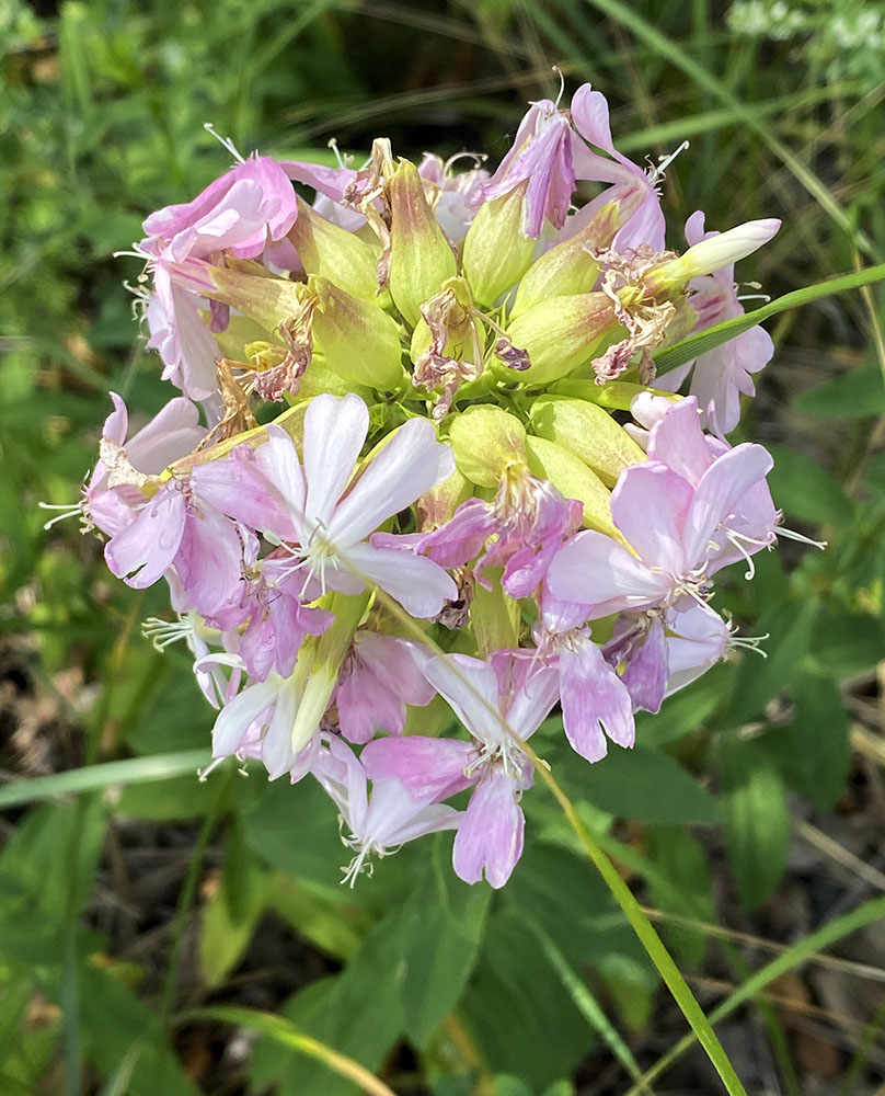 What a lovely flower, I thought. Then I saw the signage identifying it as common soapwort, a highly invasive species, North Beach