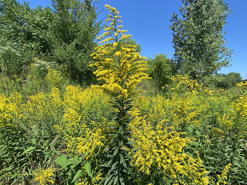 A phalanx of goldenrod.