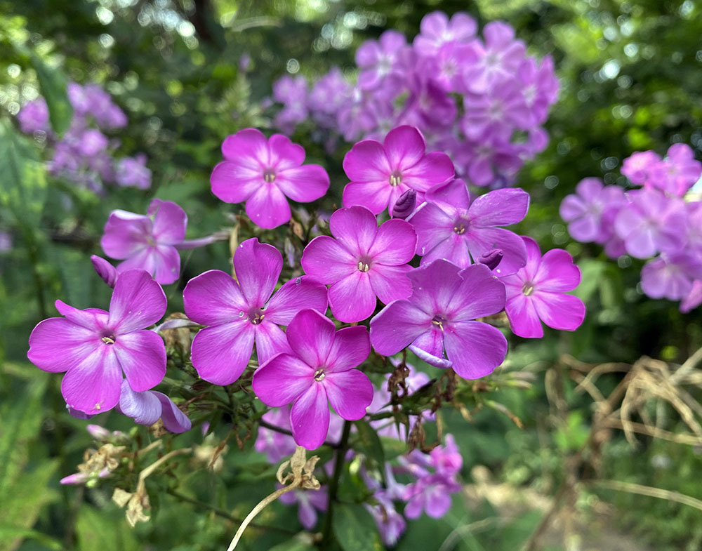 Native phlox greets me at the trailhead in Wyrick Park.