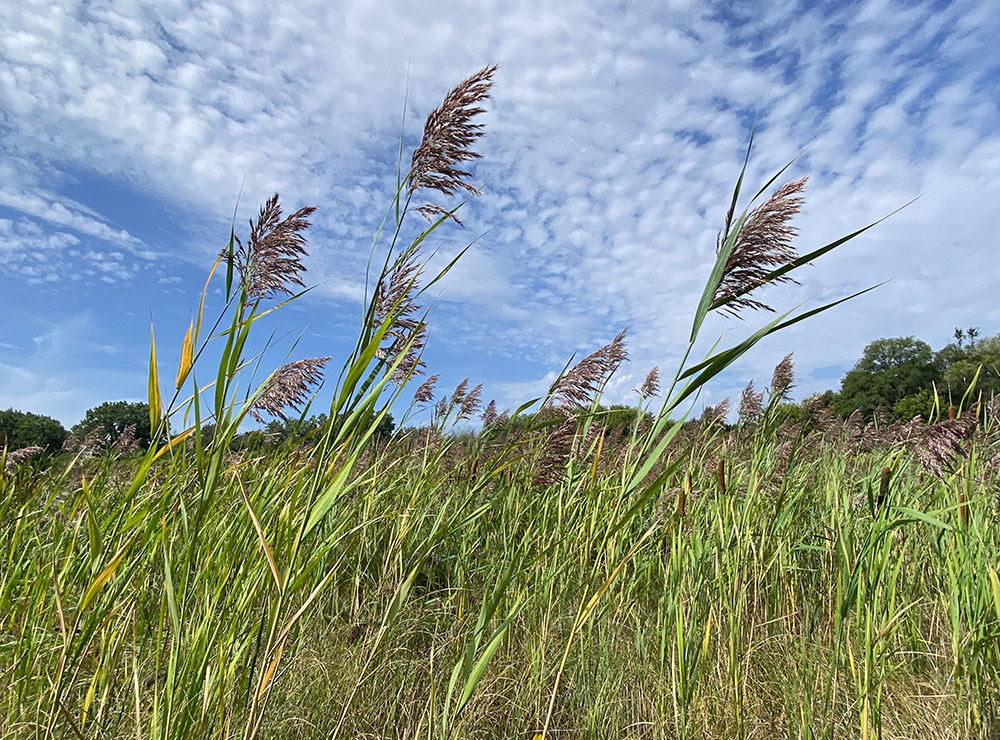 Phragmites, an invasive species, can grow up to 15 feet tall.