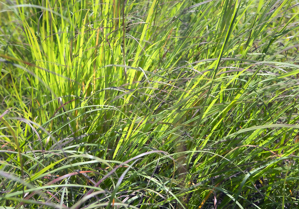 The rhythm of prairie grasses blowing in the breeze.