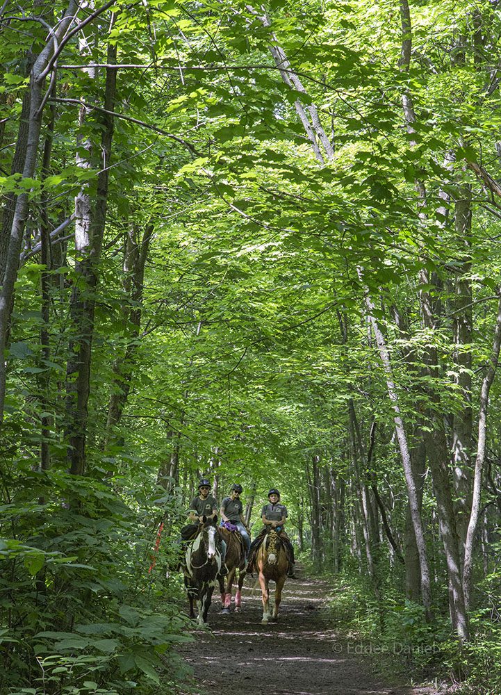 A cathedral-like canopy on the Short Road Trail.