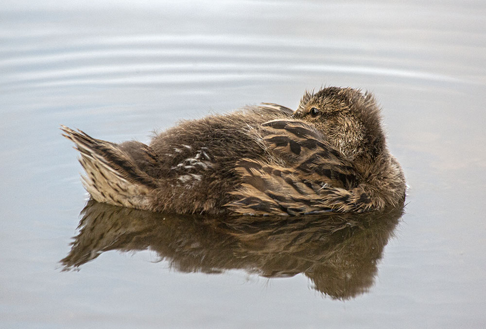 Mallard duckling, Scout Lake