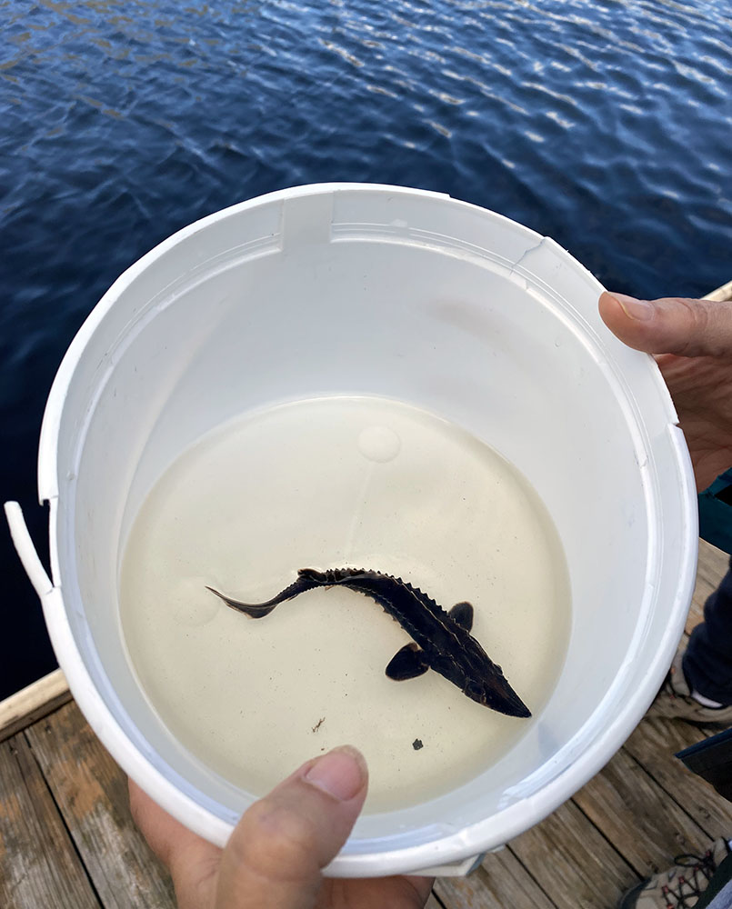 Sturgeon Fest allows pre-registered visitors to release a baby (fingerling) sturgeon into the waters of the harbor and Lake Michigan.