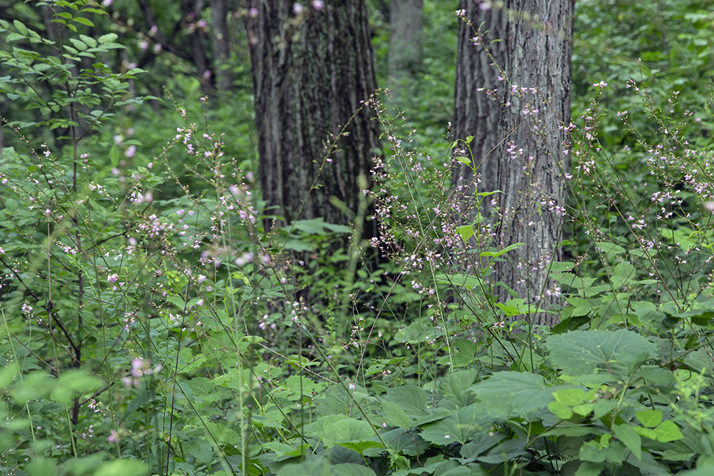 Pointed-leaved tick trefoil, Stute Springs Nature Trail & Homestead, Kettle Moraine State Forest - Southern Unit