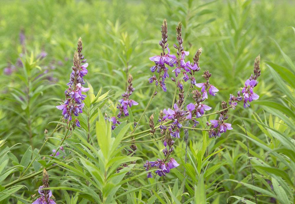 Showy tick-trefoil, Stute Springs Nature Trail & Homestead, Kettle Moraine State Forest - Southern Unit